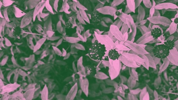 Brave Pink Hero Green 4